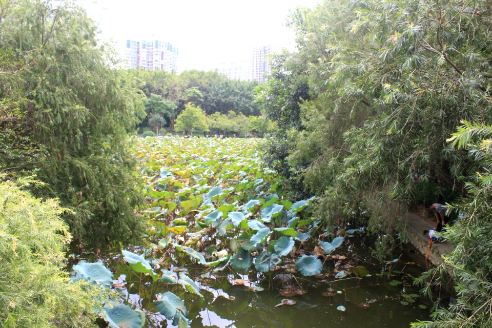 Lotus pond of Honghu Park15