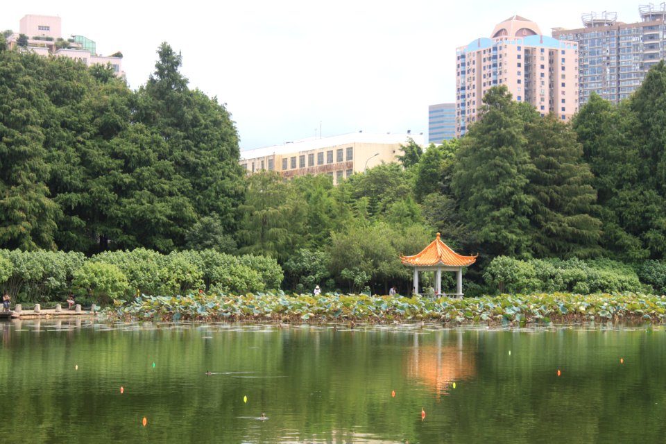 Lotus pond of Honghu Park43
