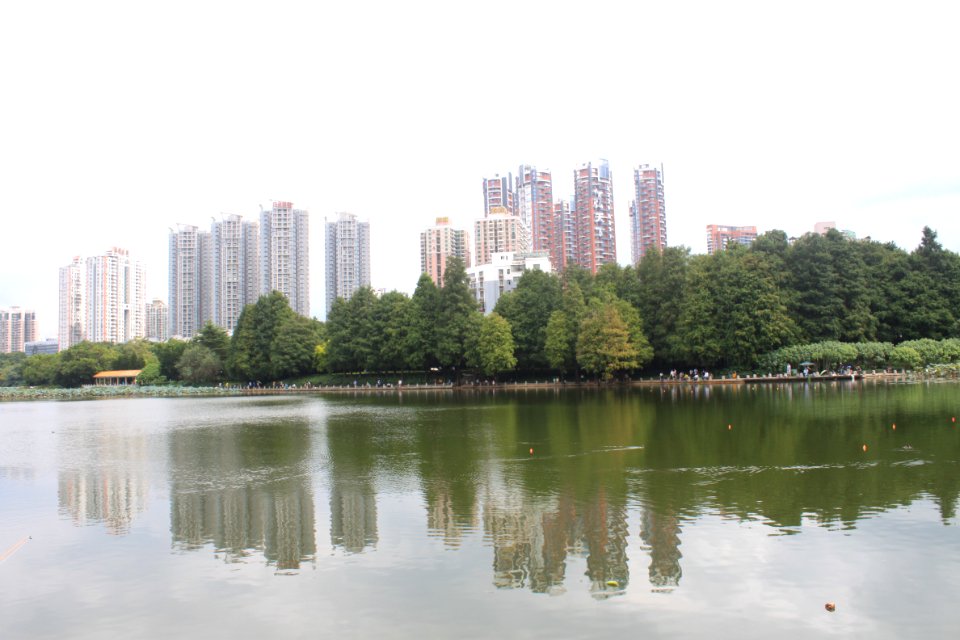 Lotus pond of Honghu Park35