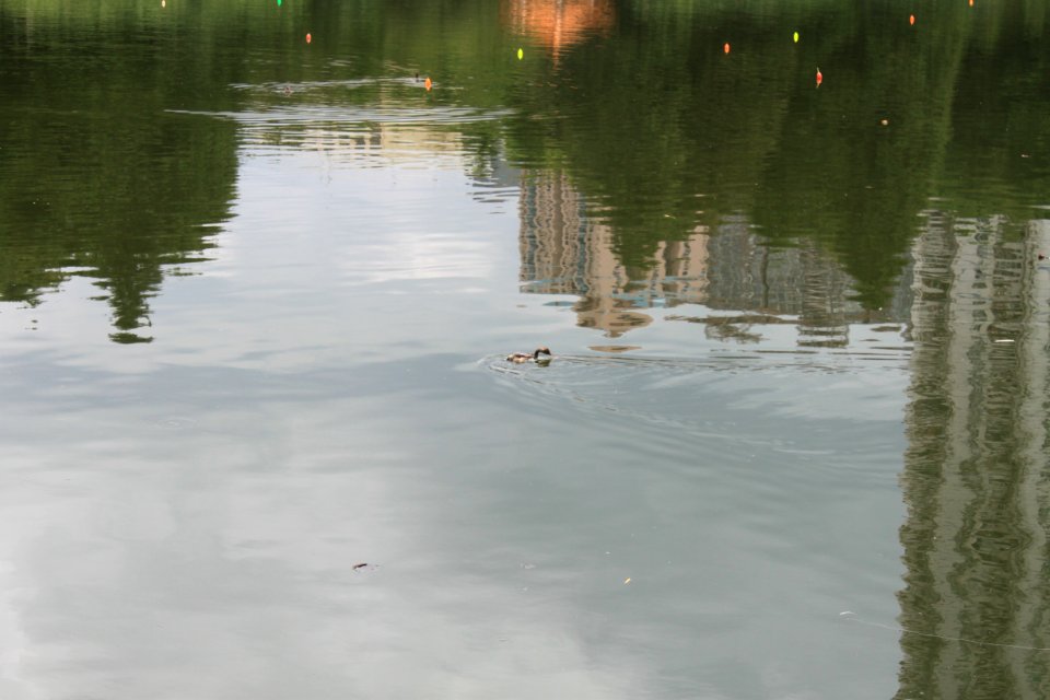 Lotus pond of Honghu Park41