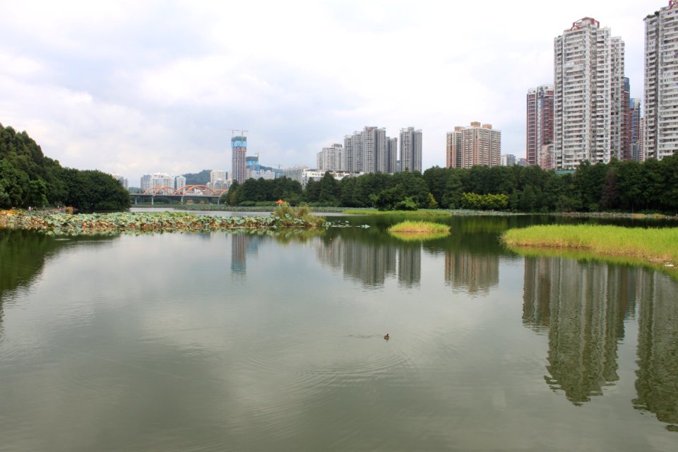 Lotus pond of Honghu Park46