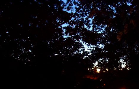 Looking west through trees around twilight photo