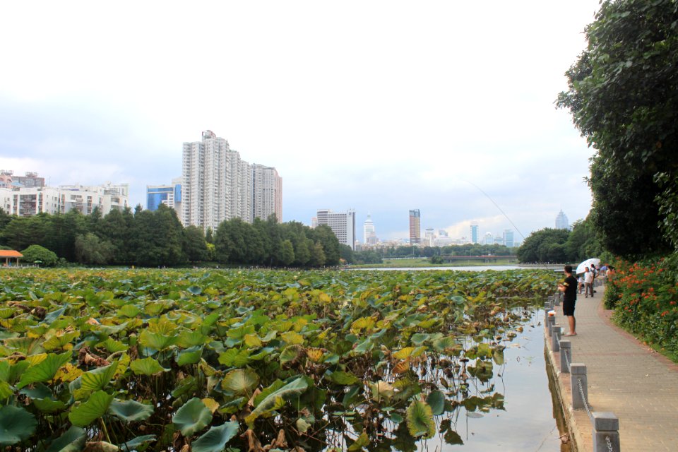 Lotus pond of Honghu Park28