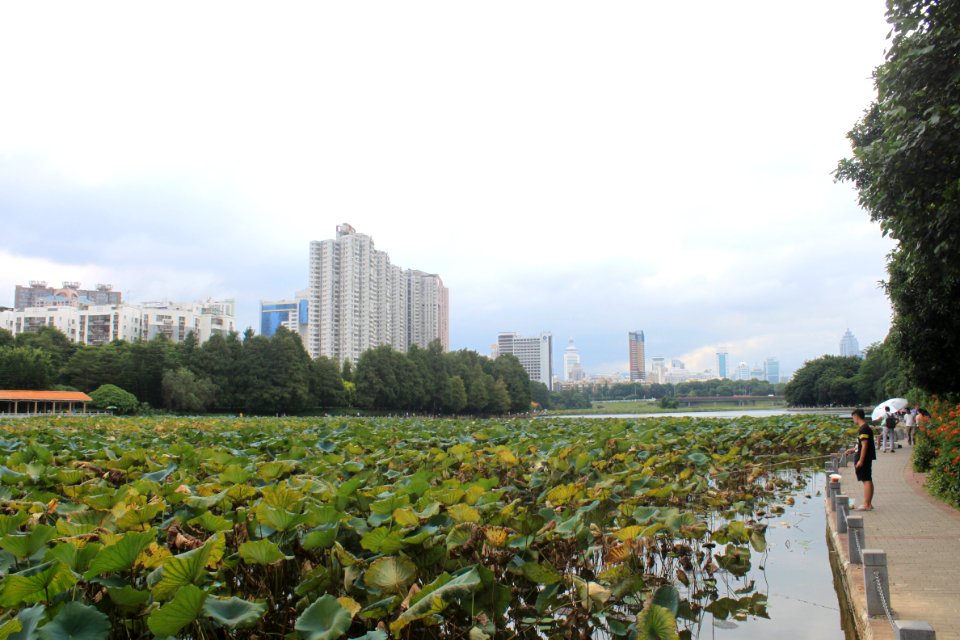Lotus pond of Honghu Park27
