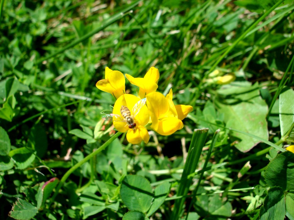 Lotus corniculatus macro