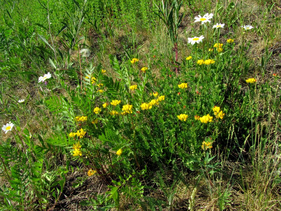 Lotus corniculatus Oulu, Finland 06.06.2013