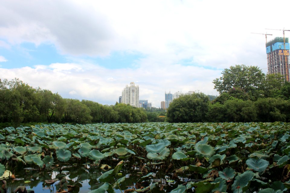 Lotus pond of Honghu Park16