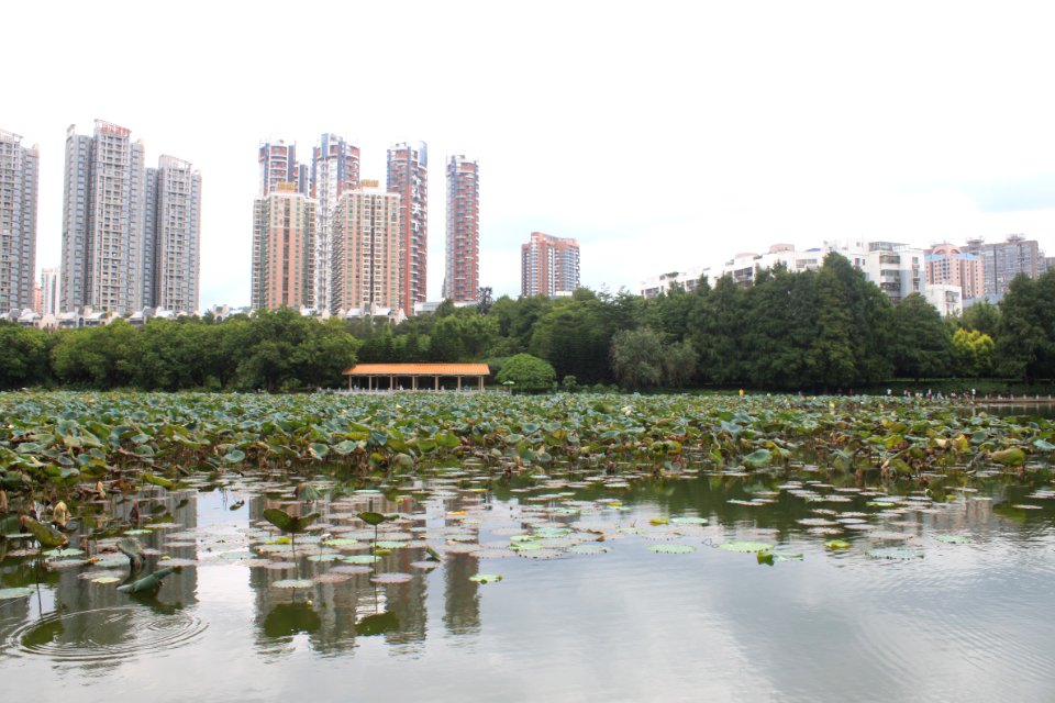 Lotus pond of Honghu Park31