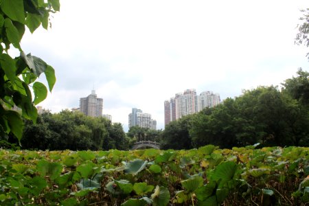 Lotus pond of Honghu Park19