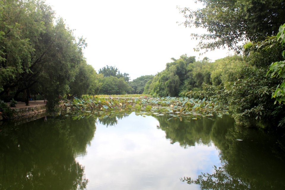 Lotus pond of Honghu Park17