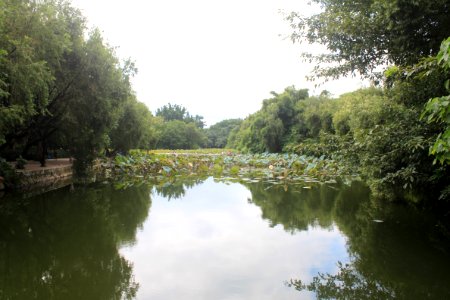 Lotus pond of Honghu Park17
