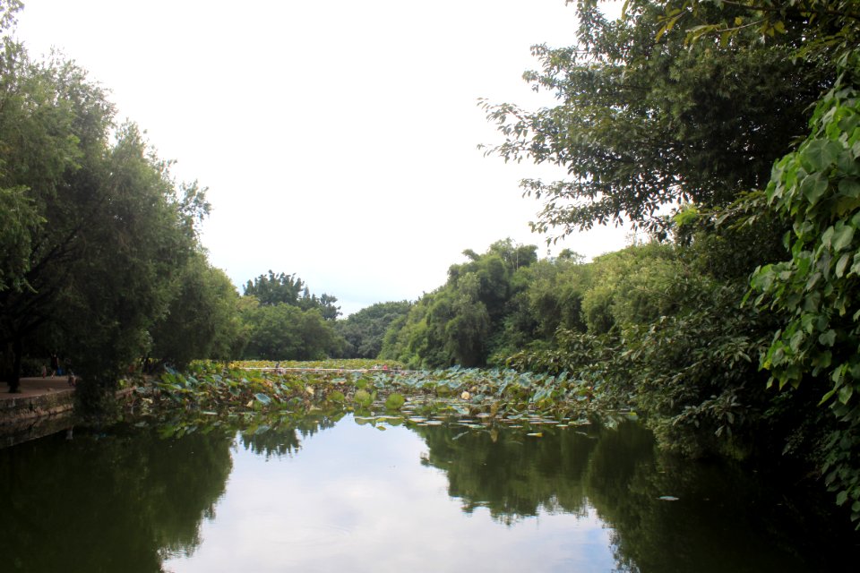 Lotus pond of Honghu Park18