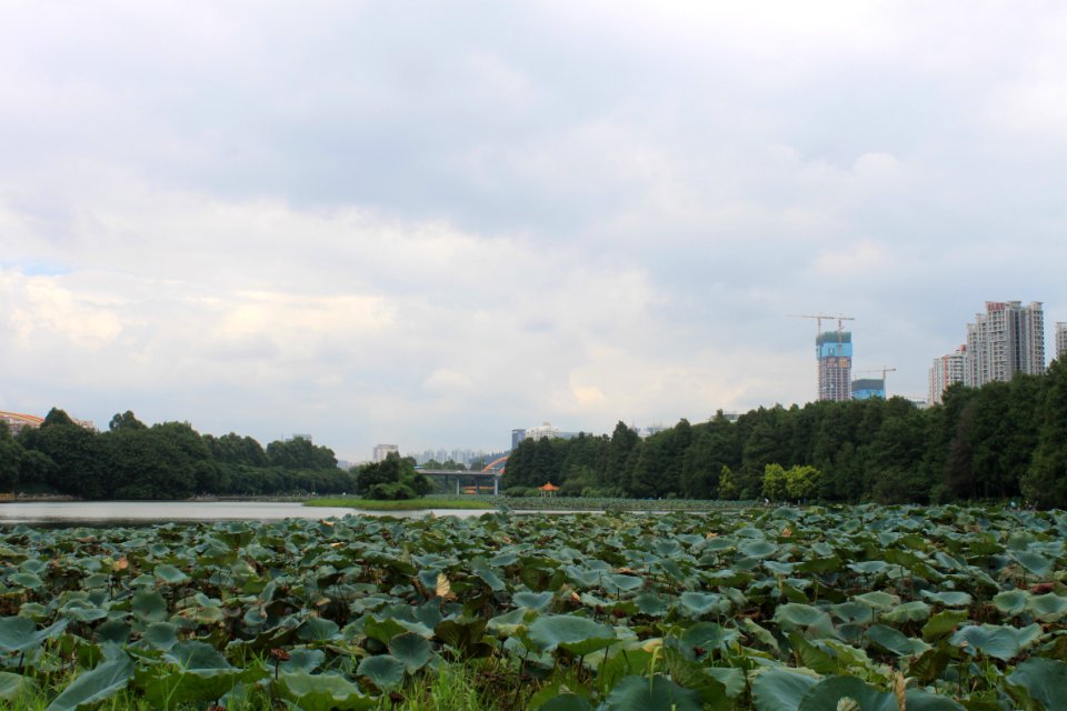 Lotus pond of Honghu Park50