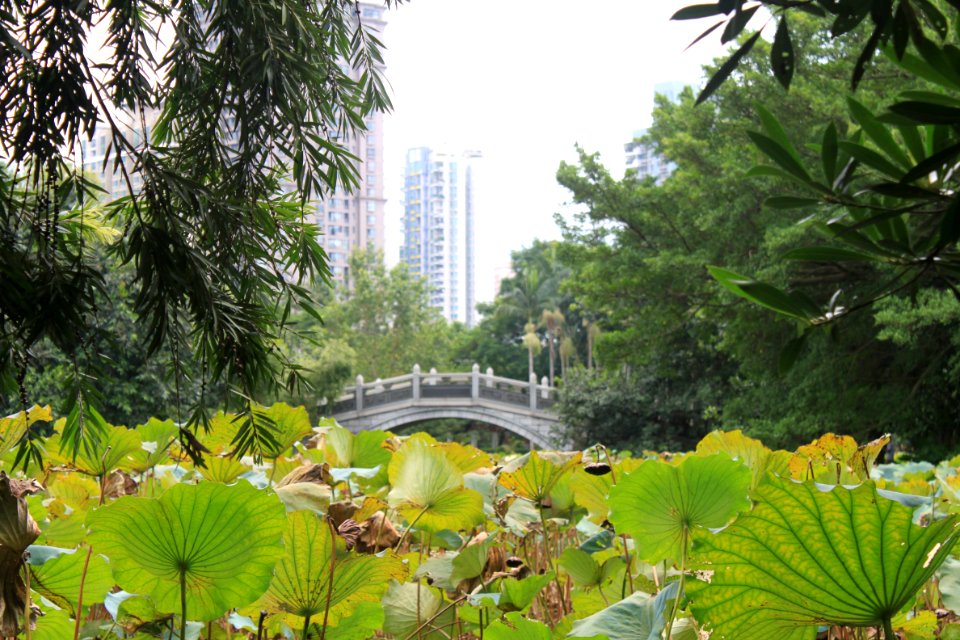 Lotus pond of Honghu Park21