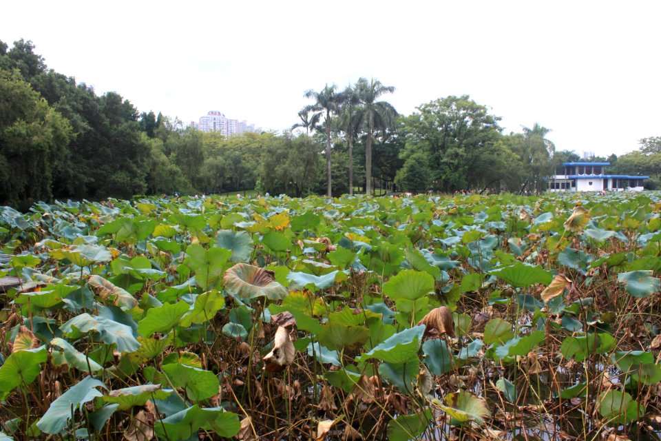 Lotus pond of Honghu Park4