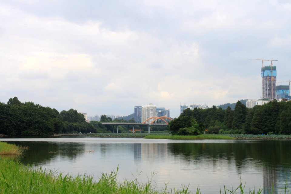 Lotus pond of Honghu Park49