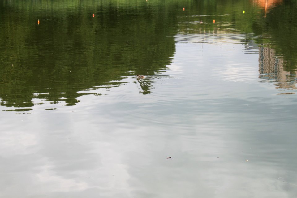 Lotus pond of Honghu Park42