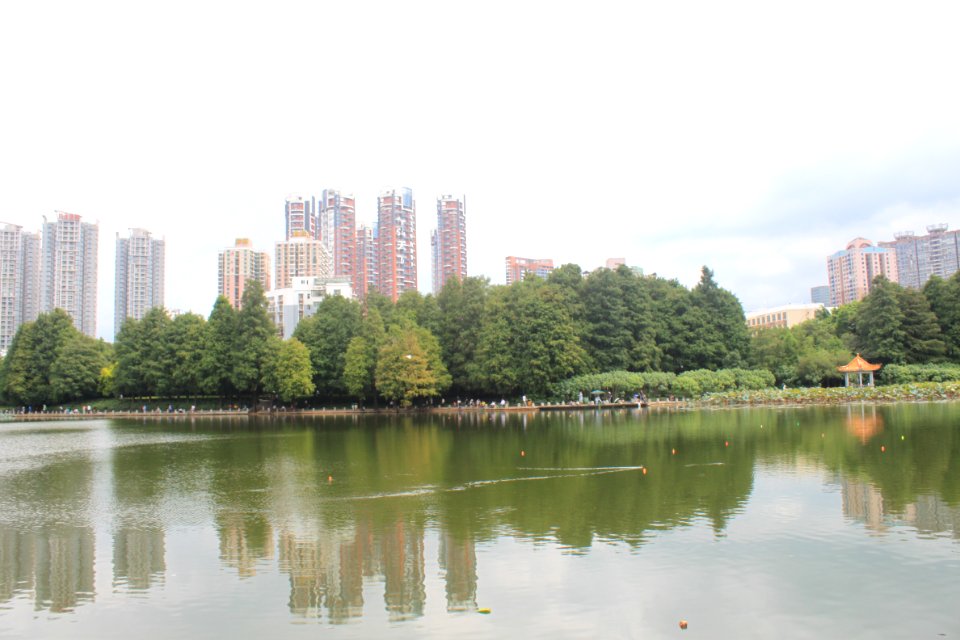 Lotus pond of Honghu Park37