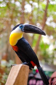 Tropical bird climber family ramphastidae large beak