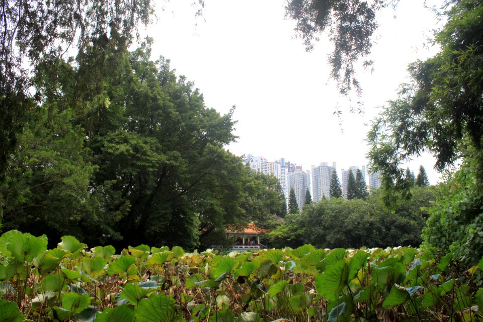 Lotus pond of Honghu Park22
