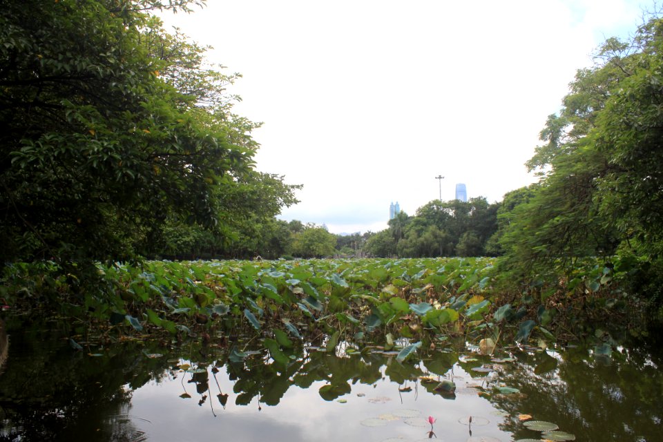 Lotus pond of Honghu Park9