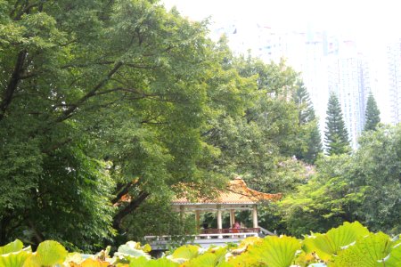 Lotus pond of Honghu Park23