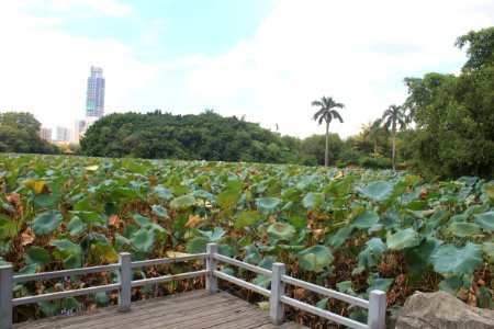 Lotus pond of Honghu Park2
