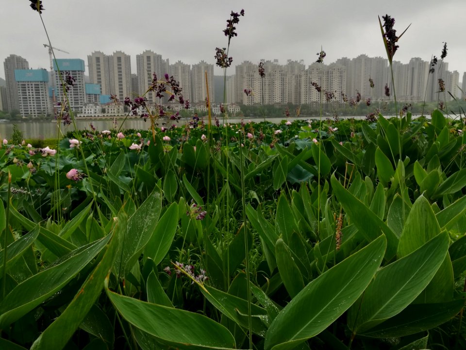 Lotus pool near Meixi Lake, in Changsha, Hunan, China, Picture1