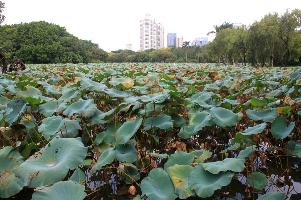 Lotus pond of Honghu Park8