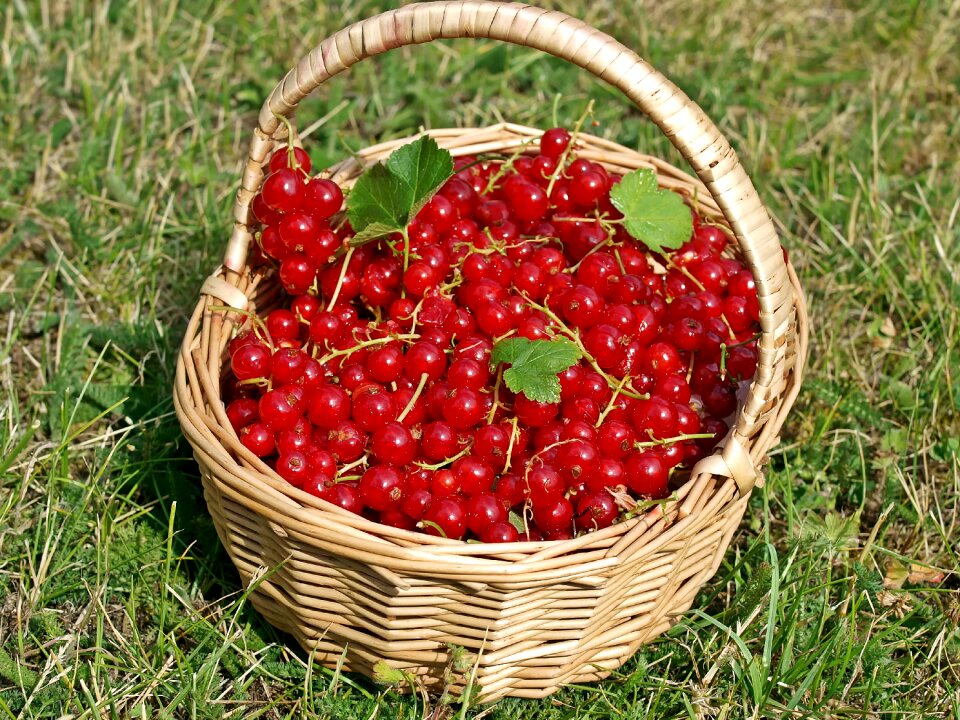 Vitamins berries fruit