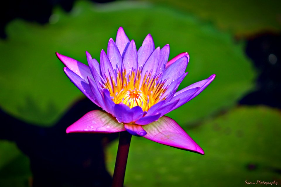 Lotus (215952551)