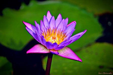 Lotus (215952551) photo