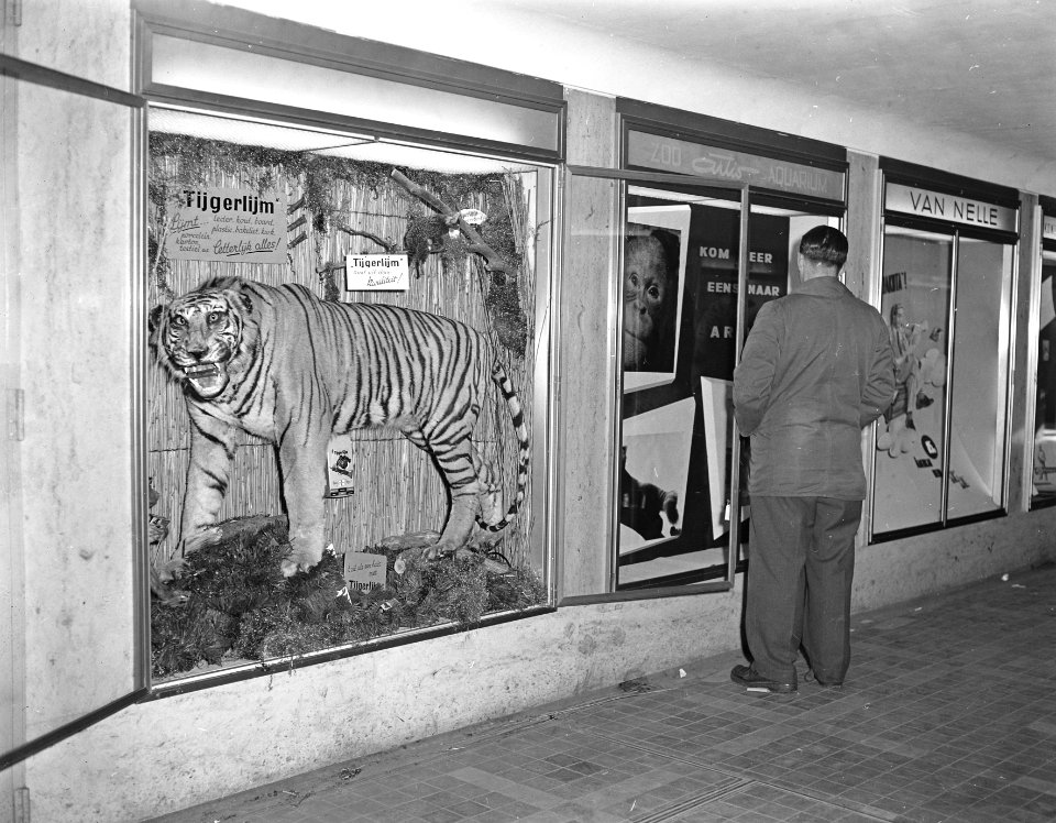 Losgebroken tijger in tunnel Centraal Station , gelukkig geen echte tijger, Bestanddeelnr 907-5434