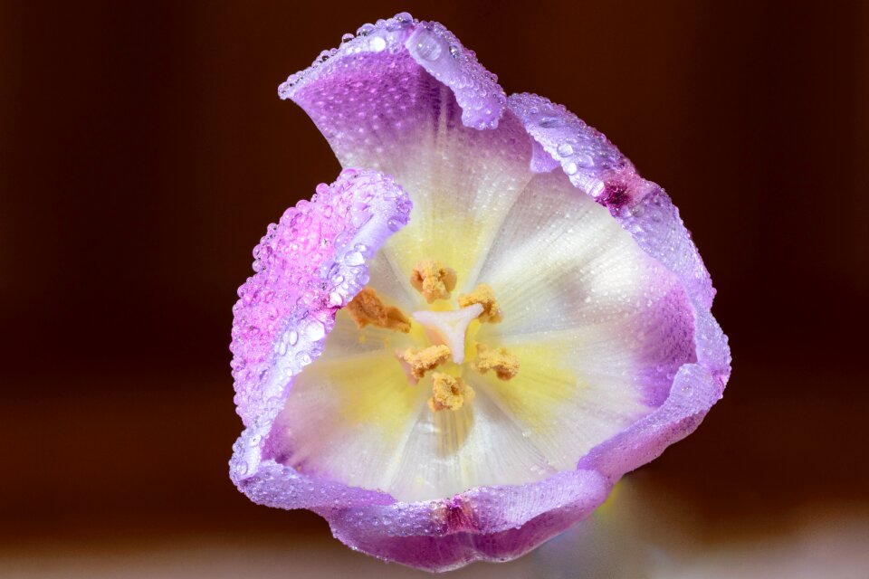Background beautiful biology