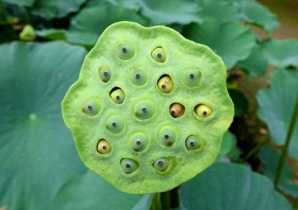 Lotus seed pod - Motsuji, Hiraizumi, Iwate - DSC04442