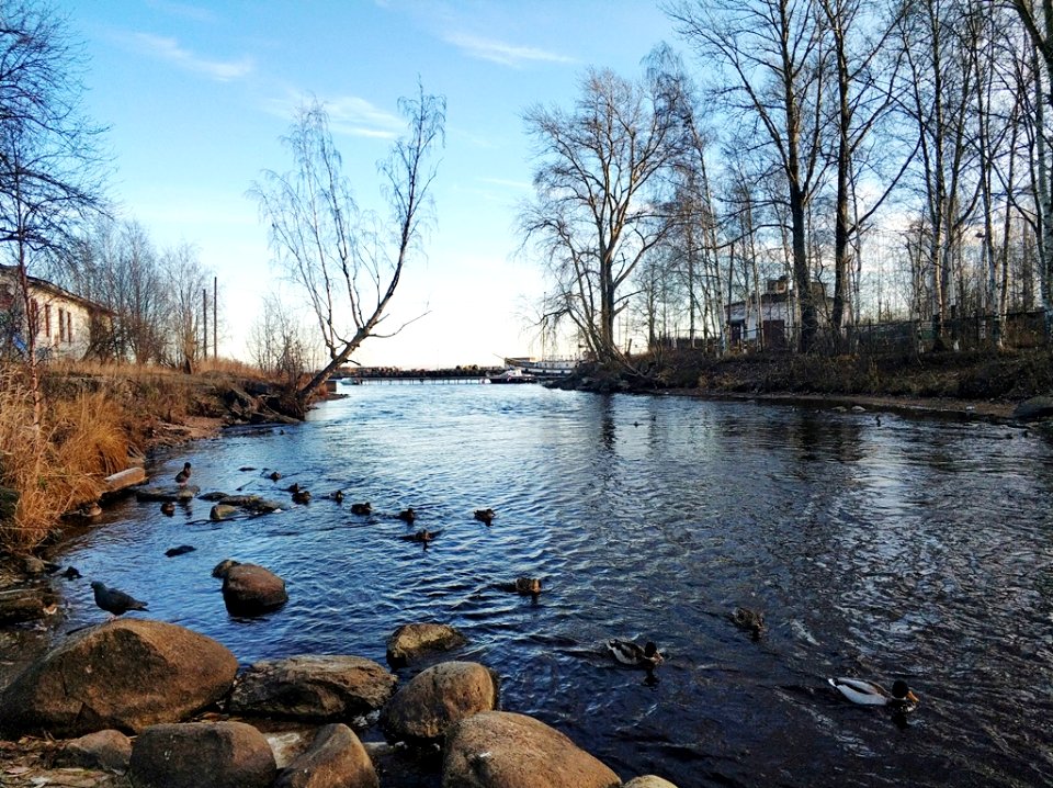Lososinka river.mouth