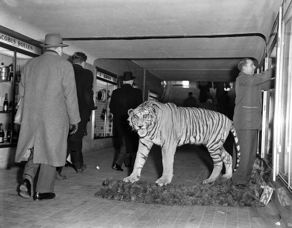 Losgebroken tijger in tunnel Centraal Station , gelukkig geen echte tijger, Bestanddeelnr 907-5433