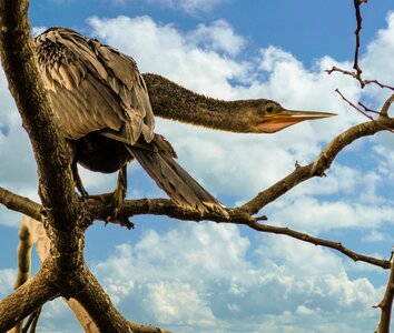 Feathers beak roosting