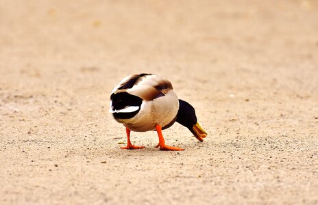 Duck bird feather