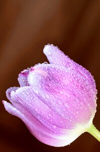 Background beautiful biology