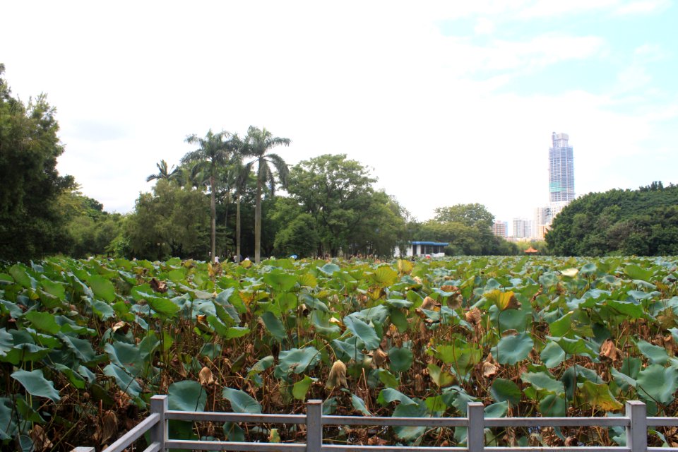 Lotus pond of Honghu Park1