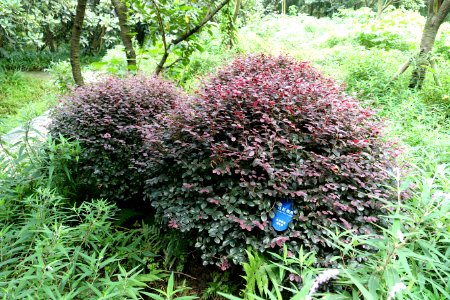 Loropetalum chinense var. rubrum - Chengdu Botanical Garden - Chengdu, China - DSC03295