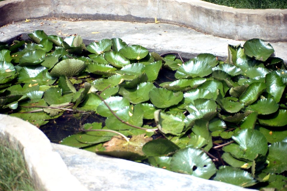 Lotus Leaves at Indroda