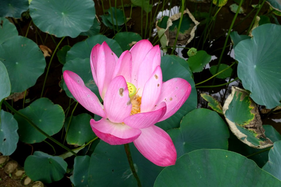 Lotus - Motsuji, Hiraizumi, Iwate - DSC04434