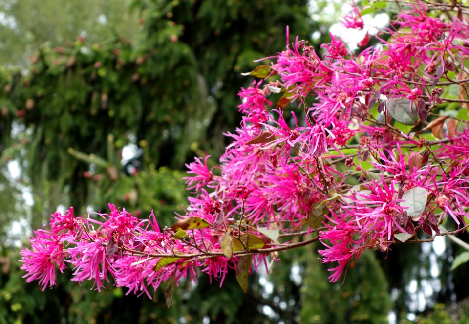 Loropetalum chinense var. rubrum - Morris Arboretum - DSC00257