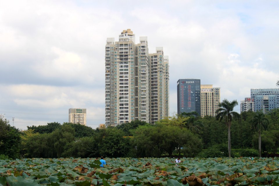 Lotus pond of Honghu Park12