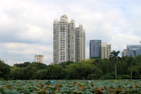 Lotus pond of Honghu Park12