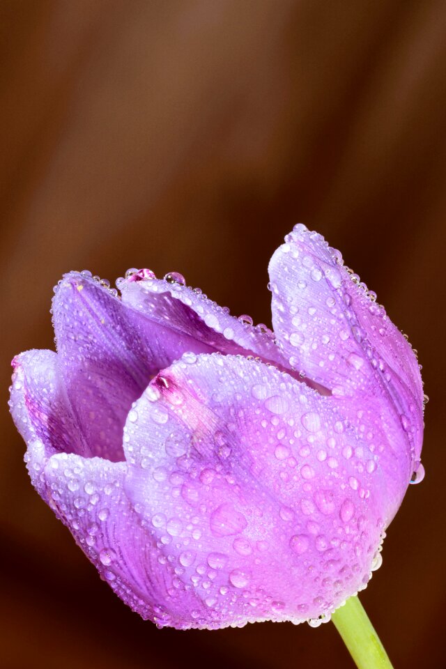 Background beautiful biology