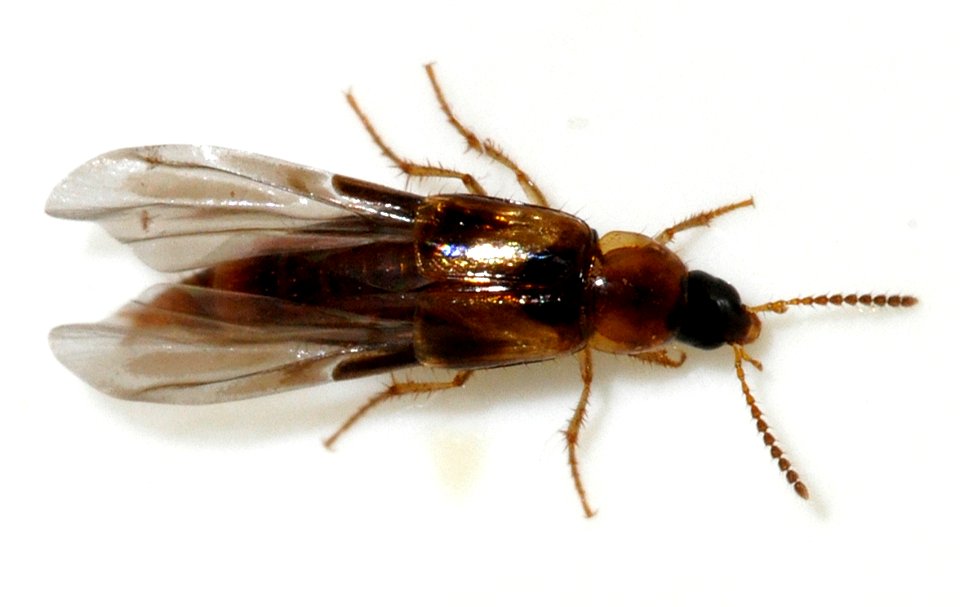 Lordithon-trinotatus-06-fws