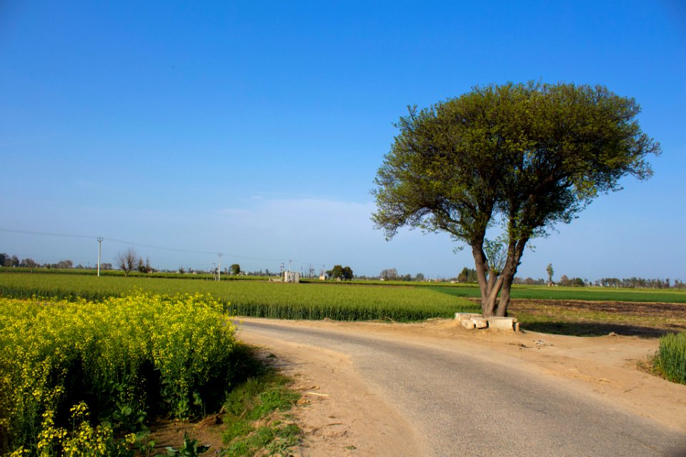 Lone Tree Near Farm Fields (209319283)